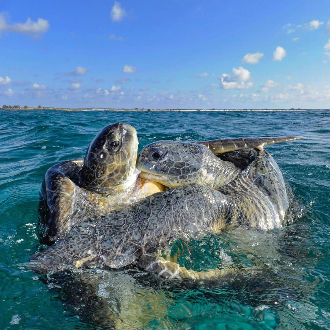 のインスタグラム：「To successfully mate the male has to cling to the female's shell (from behind) with specially adapted claws on his front flippers. Getting into this position can be tricky when bobbing like a cork on the ocean’s surface. In the Indian Ocean this struggling male green turtle has latched onto the female’s neck with his beak for additional leverage. Mating can last many hours and she takes him on a roller coaster ride along reef flats, down coral drop offs and through sea grass beds. Shot on assignment for @NatGeo Check out the full story about sea turtles in the October 2019 issue of @NatGeo magazine with text by @craigwelch #seaturtles #turtles #ocean」