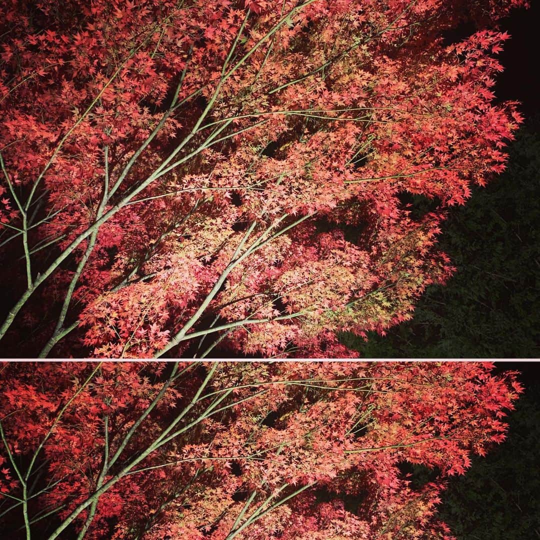 松田美由紀のインスタグラム：「紅葉が真っ赤になって、もう一年が終わりに近づく。 あー、早すぎる。」