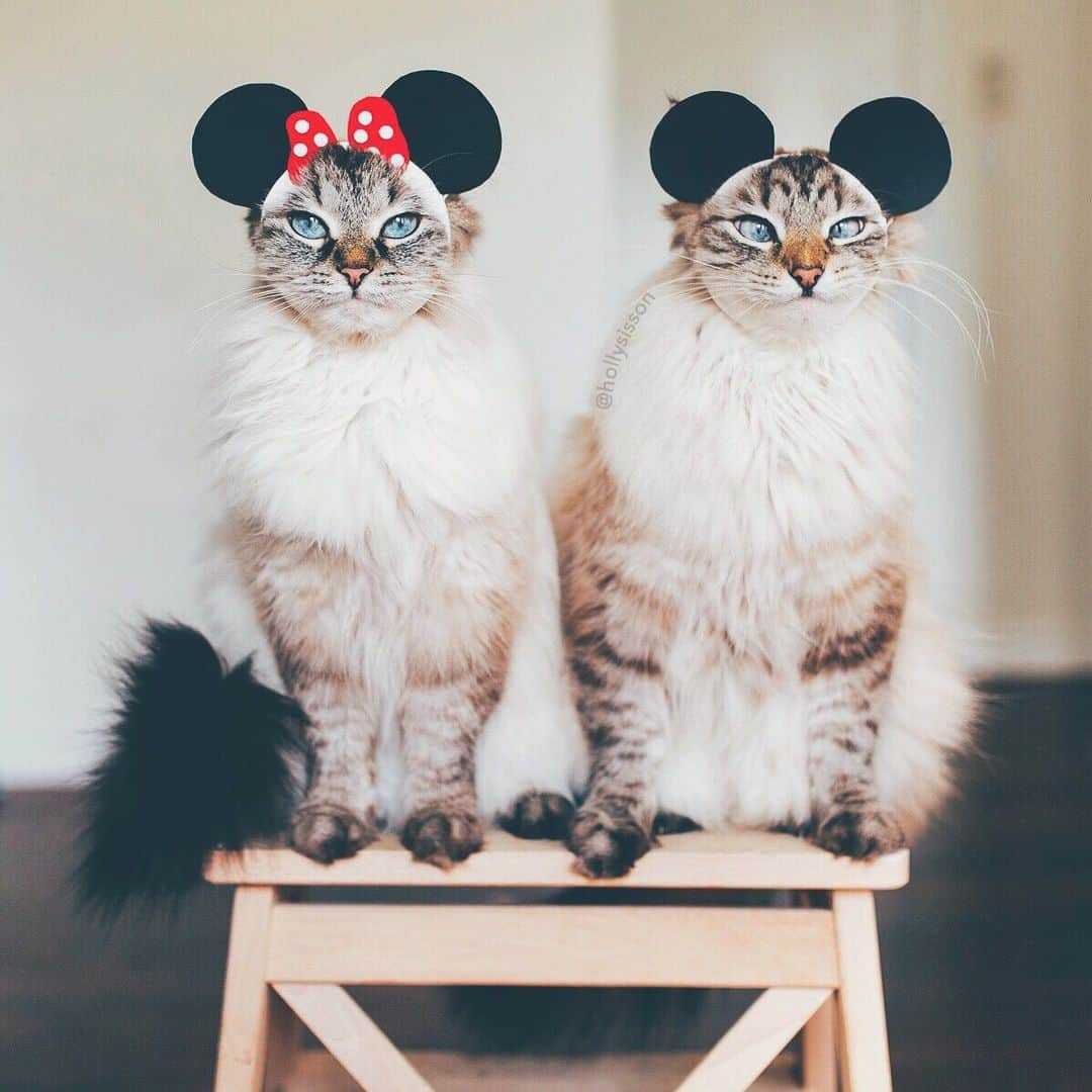 Holly Sissonのインスタグラム：「🎉 Happy 91st Birthday to #MickeyMouse! 🎉  #framedfurryfaces #toronto #cat #SiberianCat #MickeyMouseBirthday #mickeymouseday (See more of Alice, Finnegan, and Oliver, on @pitterpatterfurryfeet) ~ Canon 1D X + 35mm @ f2 See my bio for full camera equipment information plus info on how I process my images. 😊 ~ @bestmeow #bestmeow」