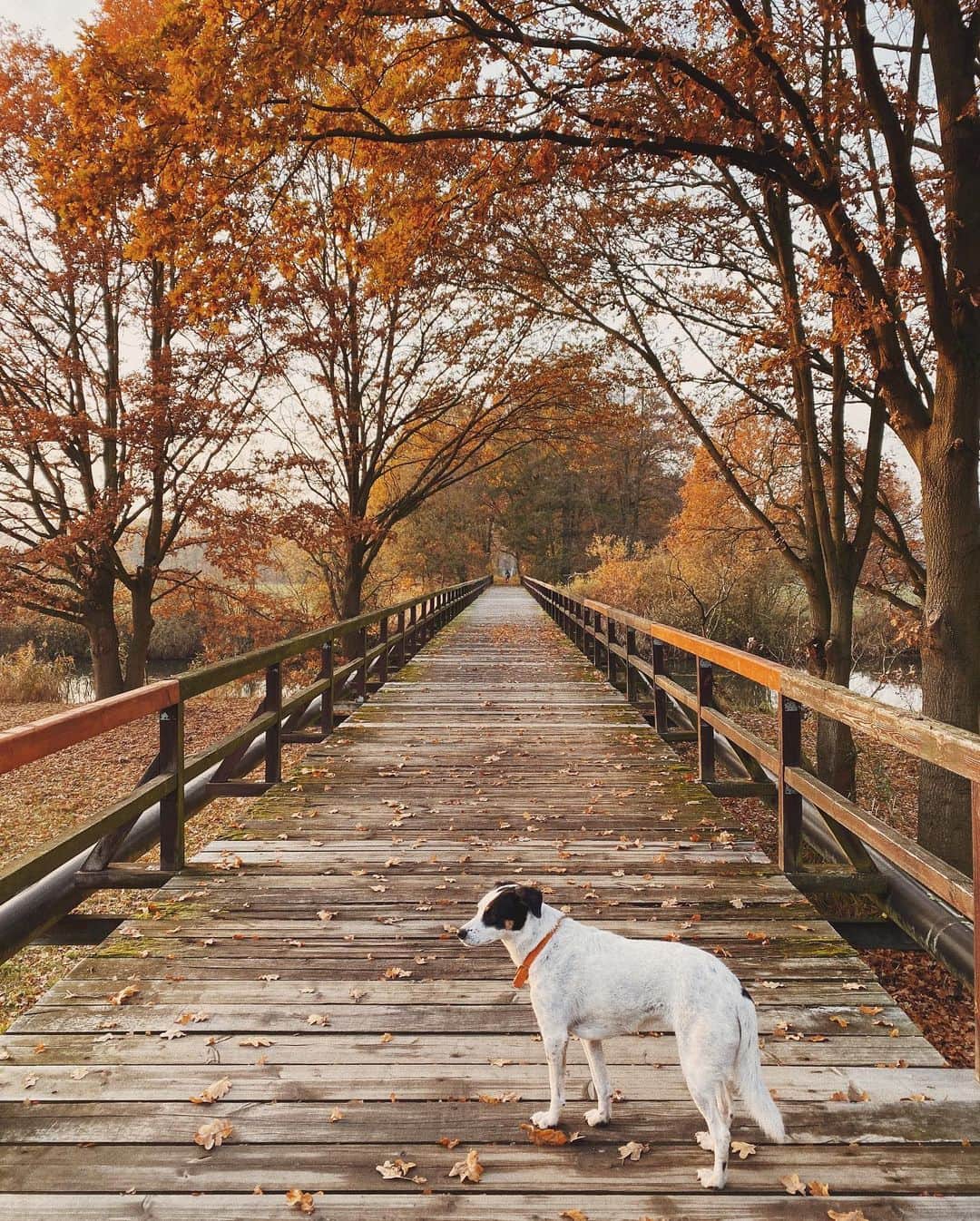 STIL IN BERLINのインスタグラム：「With all that darkness today, I’m happy I had the chance to take a four hour walk yesterday - from noon till sunset at 4 😂😭 We started at the parking lot of Kletterwald Lübben walking up the west side of the Hauptspree to the floodgate and back on the other side. Super pretty, easy to walk, but looooong. It’s the best season for this route, since the summers are very busy with bikers and day trippers. #autumn #nicothemutt」