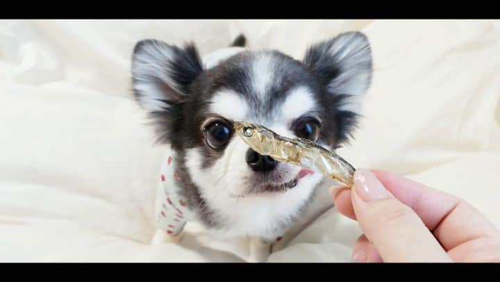 くるるのインスタグラム：「ドギボに入ってた｢ぽりぽり煮干し｣でカルシウムを摂取🐟 . .  #11月BOX  #DoggyBox #ドギーボックス #ドギボ #無添加おやつ #国産おやつ #instachihuahua #instadog#ig_dogphoto #chihuahua #dog #チワワ #ふわもこ部 #犬バカ部 #치와와 #吉娃娃 #lovedogs #ロングコートチワワ #ilovemydog  #dogstagram  #dogs_of_instagram」