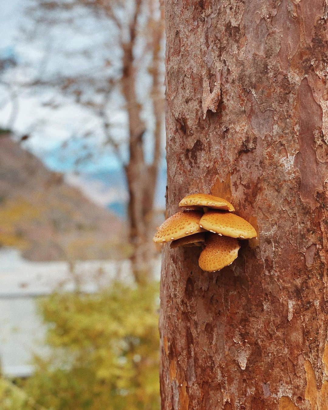 荻原桃子さんのインスタグラム写真 - (荻原桃子Instagram)「帰りに紅葉ついでに美術館デート🍁  箱根はいつも温泉しか行かないけど 調べれば行きたいところいっぱいある！  紅葉も見れたし ゆっくり2人でデート出来て楽しかった。  次はEITO連れて彫刻の森美術館も行こう♡  7枚目。たまたま木に立派なキノコが🍄 これもARTなのか。笑  それにしても今日は雲が早かったー！！ . . .  #大人デート」11月18日 23時51分 - momokoogihara