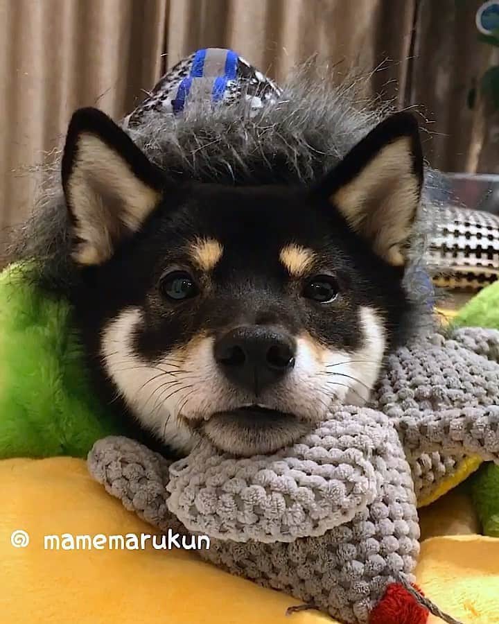 まめ丸のインスタグラム：「* * 1さいのぼくのおねむ動画🐶💓 まだちっちゃいねー❣️ #まめ丸おねむ * Good night🐶💓 * #ねずみさんマクラにしてる #おともだちにもらったギャル男パーカー #おやすみなさい 😴 * #柴犬#豆柴#柴#黒柴#犬#しばいぬ#shiba#shibainu#shibastagram#shibadog#puppy#instadog#dogstagram#dog#instashiba#blackshiba#petstagram#pet#cutepetclub#강아지#멍스타그램#boopthesnoot#doglover#ilovemydog#weeklyfluff」