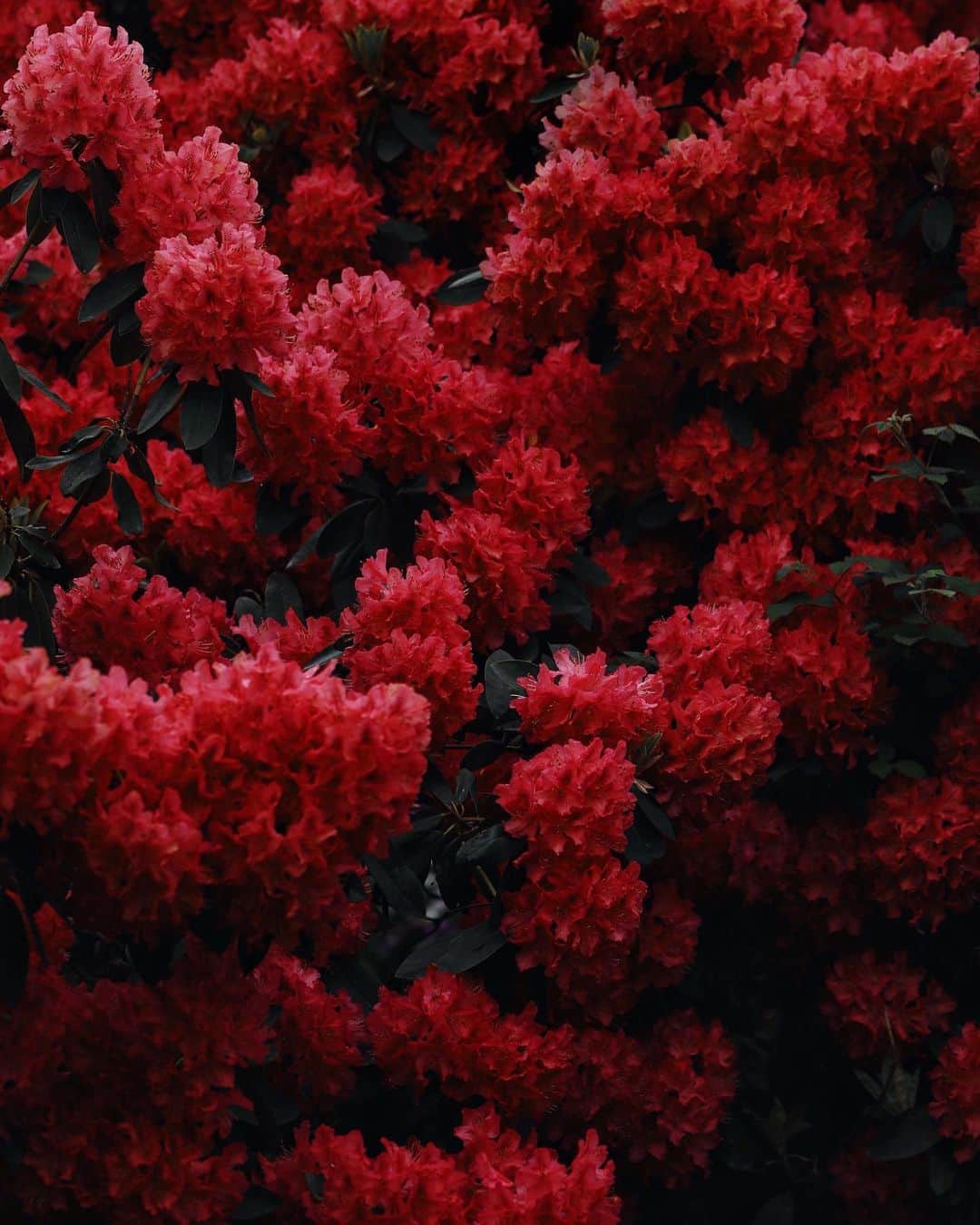 リリー＝ローズ・メロディのインスタグラム：「Flower bomb 💥 #colorsandtextures」