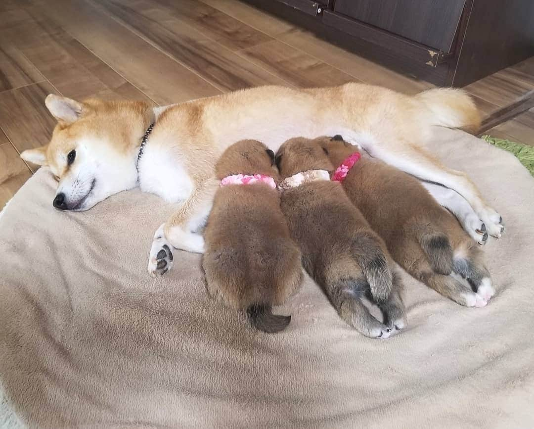 柴犬たま Shibainu Tamaのインスタグラム