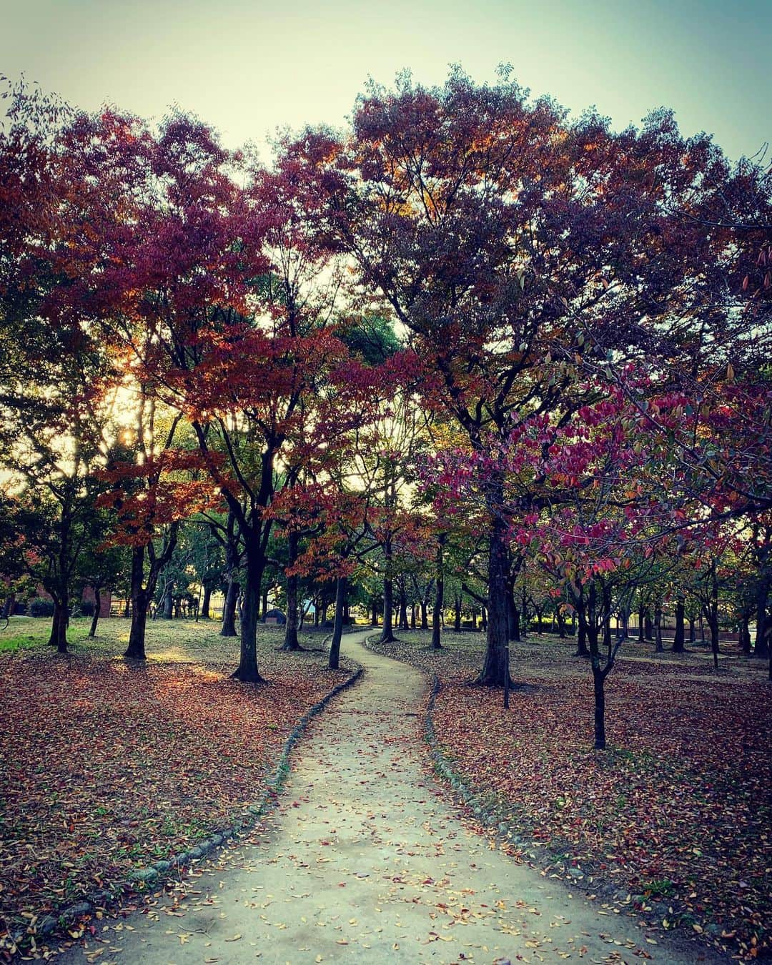 鑑田幸代のインスタグラム：「紅葉だね #いつもの散歩道 #うーたんの」