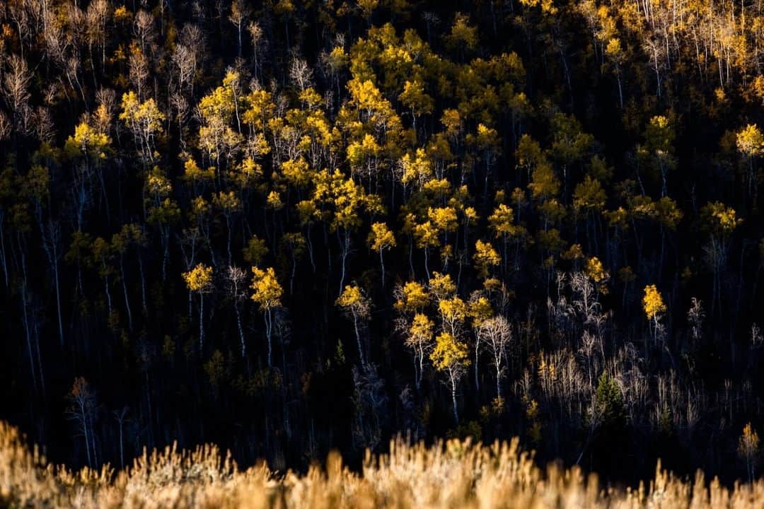 National Geographic Travelさんのインスタグラム写真 - (National Geographic TravelInstagram)「Photo by @Sofia_Jaramillo5 | Golden aspen leaves shine bright in the morning sun, as seen from the Proctor Mountain Loop Trail near Ketchum, Idaho. This 4.5-mile trail is a great spot to view fall foliage and is only a few minutes from downtown Ketchum.  I shot this photo while working on a piece about Basque culture in Idaho for National Geographic Travel. Did you know that Idaho has the largest Basque population in the United States? In the mid-1800s Basque sheepherders brought their husbandry knowledge to Idaho. Now there are various festivals and traditions celebrated in places like Boise and Ketchum each year. For more photos from Idaho follow @sofia_jaramillo5. #usatravel #fallfoliage #fallcolors」11月19日 6時05分 - natgeotravel