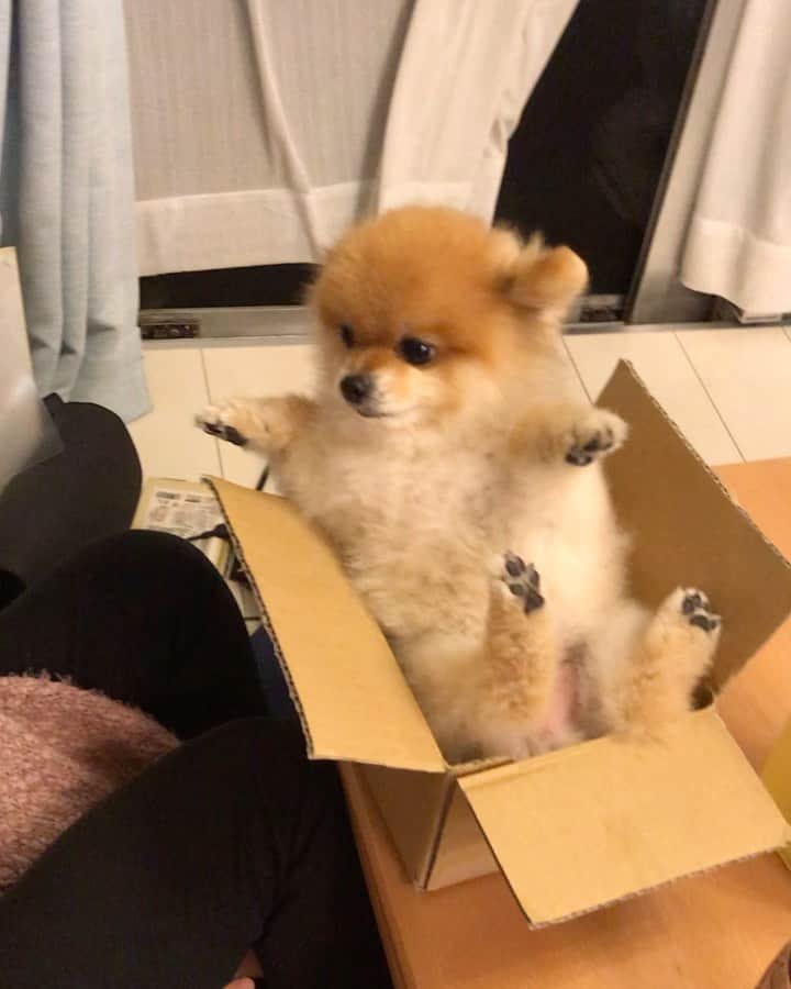 RIO POMEのインスタグラム：「すっぽり🐶  なんか僕で盛り上がってるなあ…  #ポメラニアン #pomeranian  #犬 #dog #dogstagram#doglover #愛犬 #わんこ #ポメラニアン大好き #ポメラニアンが世界一可愛い #pom #ぽめらにあん #ポメ#pomeraniansofinstagram  #pomeranianlove #ふわもこ部 #いぬバカ部 #癒しわんこ#instapic#pomstagram #puppy #dogsofinstagram #cute#cutedog」