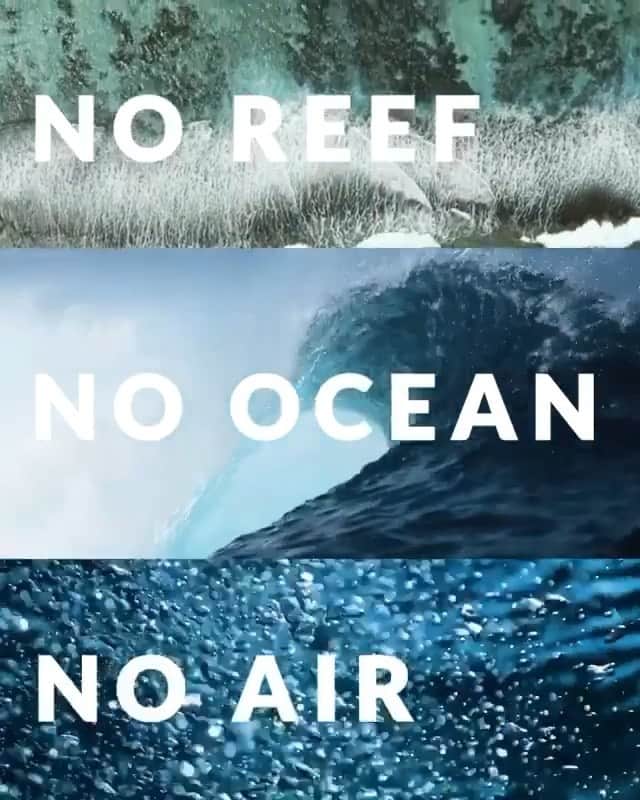 ティモシー・サイクスのインスタグラム：「⚠️WARNING GRAPHIC IMAGES⚠️ Repost from @savethereef In the last three decades, half of the world’s coral reefs have died and if we don’t act now those oceans treasures will be completely gone by 2050…it would be the destruction of an entire ecosystem, and with it, ourselves! Coral reefs extinction profoundly impacts all species from marine life to human kind. Together we can fight this! If we save our reefs we are one step closer to sustaining life on earth. So, please share this video with your followers and tag people who need to see it RIGHT NOW before it’s too late in a few years! One of @karmagawa favorite charities @coralgardeners teamed up with @alexisren to spread awareness about the most important issue of our lifetime. Join us and make your voice heard by sharing this video before it’s too late. You can also donate to the @coralgardeners crowdfunding campaign to help us bring life back to the ocean. Video by @ryan_borne music by @steveangello & additional footage by @reefhunter and @aliciaunderwater #karmagawa #coralgardeners #savethereef #wethereef」