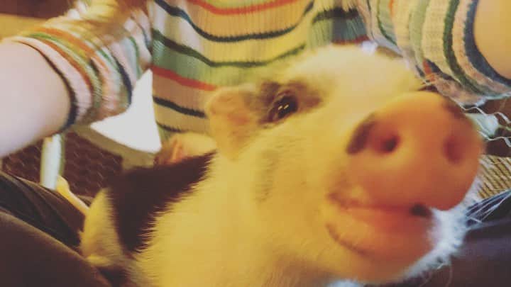 レイク・ベルのインスタグラム：「We’ve hit the pig time! Piglet us entertain you! TOMORROW NIGHT. Raise your hand if you wanna join us in cute city over here. ✋🏼」