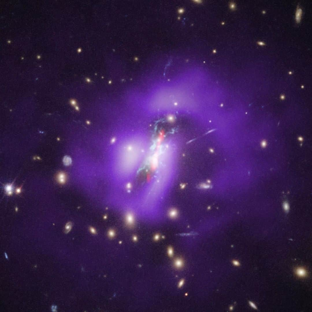 NASAさんのインスタグラム写真 - (NASAInstagram)「Finally. ⁣ ⁣ After decades of searching, astronomers have found what they’ve been looking for: a galaxy cluster where large numbers of stars are being born at its core. ⁣ ⁣ Galaxy clusters are the largest structures in the cosmos that are held together by gravity, consisting of hundreds or thousands of galaxies. For decades, astronomers have looked for galaxy clusters containing rich nurseries of stars. Instead, they found powerful, giant black holes pumping out energy and keeping the gas too warm to form many stars. Until now. ⁣ ⁣ Data from @NASAHubble and @nasachandraxray is revealing new details about how the most massive black holes in the universe affect their host galaxies. Click the link in the bio for more info ⬆️⁣ ⁣ Image credit: X-ray: NASA/CXC/SAO/G.Schellenberger et al.; Optical:SDSS⁣ ⁣ #NASA #GalaxyCluster #BlackHoles」11月19日 7時00分 - nasa