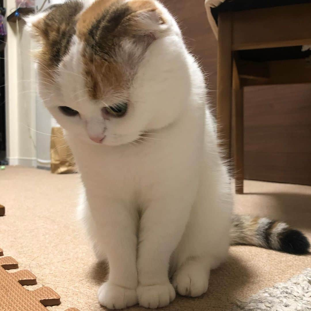 momo0224momomoさんのインスタグラム写真 - (momo0224momomoInstagram)「おはよう。冬毛の方が萌える。  #ねこ#猫#かわいい#スコティッシュ#スコティッシュフォールド#ノルウェージャン#まん丸猫#ドラえもん#猫バカ#親バカ#多頭飼い#猫の平和を祈る#ペットバカ#ヌコ#Instagram猫#ねこ部#rakutenpet」11月19日 7時19分 - momo0224momomo