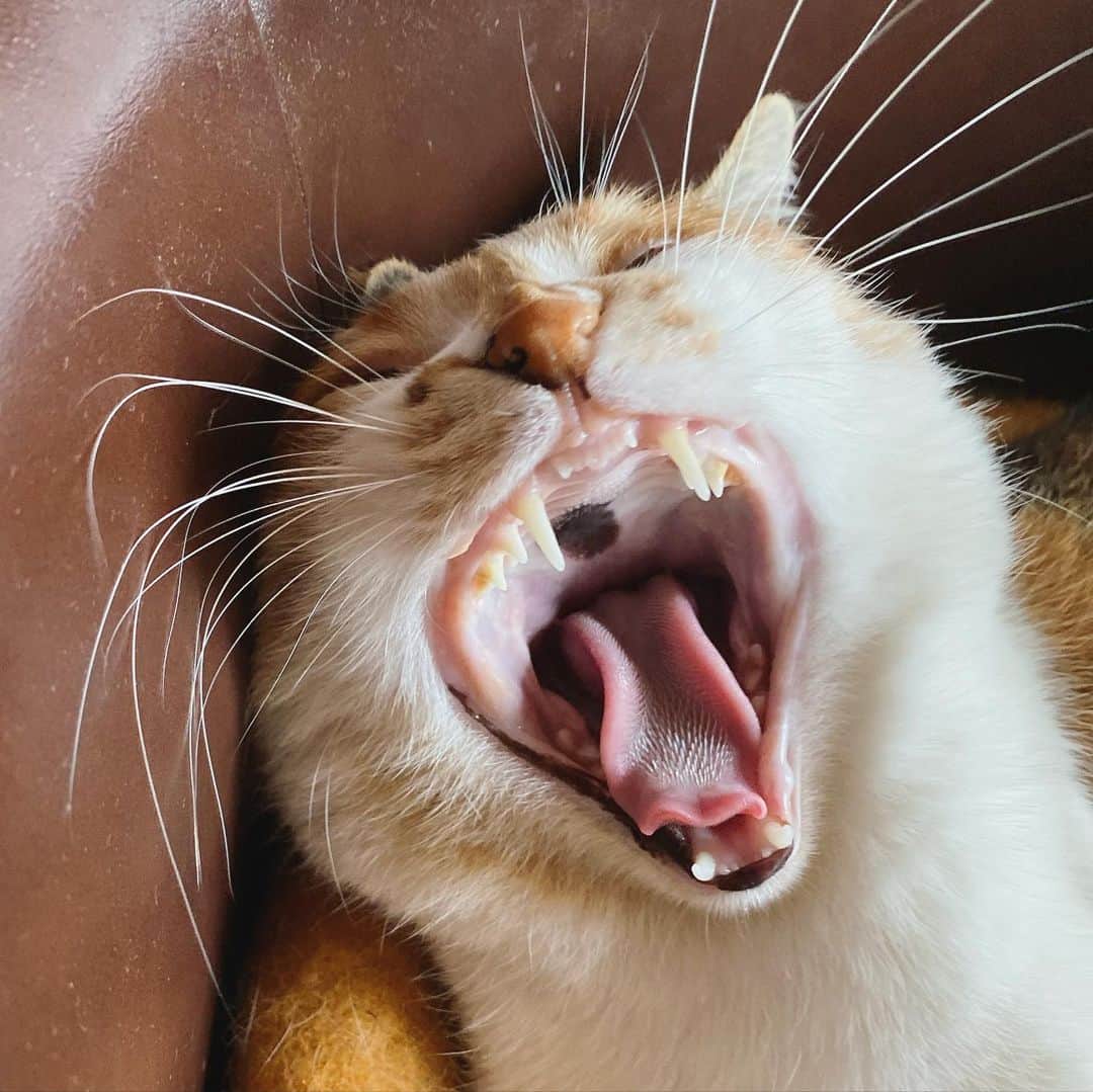 山田稔明さんのインスタグラム写真 - (山田稔明Instagram)「おはよ。ヒゲどうなってるの。 #ポチ実 #三毛猫 #チミあくび」11月19日 8時35分 - toshiakiyamada
