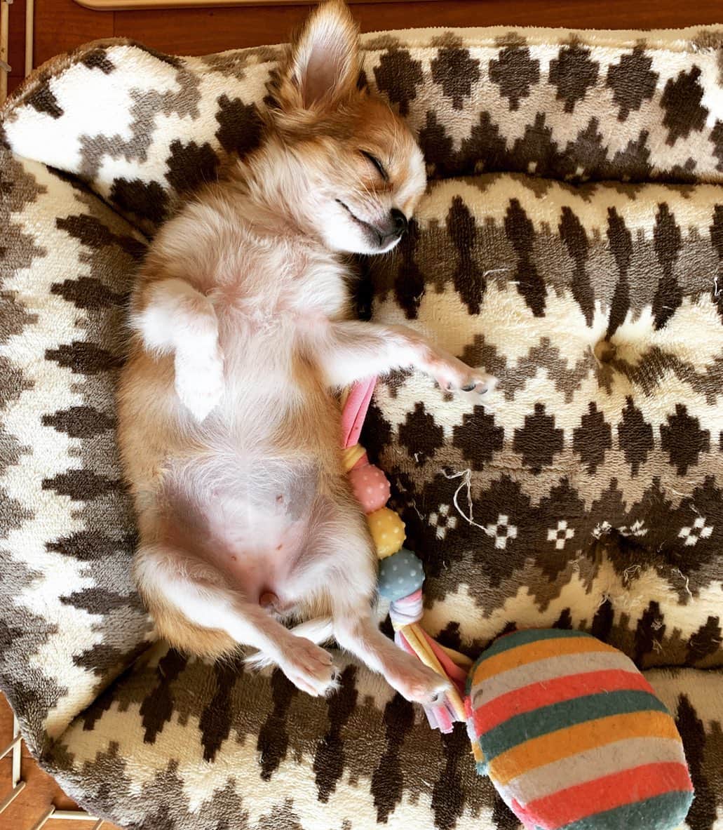 朝岡実嶺さんのインスタグラム写真 - (朝岡実嶺Instagram)「Sleeping soundly😊  #チワワ #仔犬 #chihuahua #puppy #chihuahuapuppy」11月19日 9時12分 - mirei_asaoka