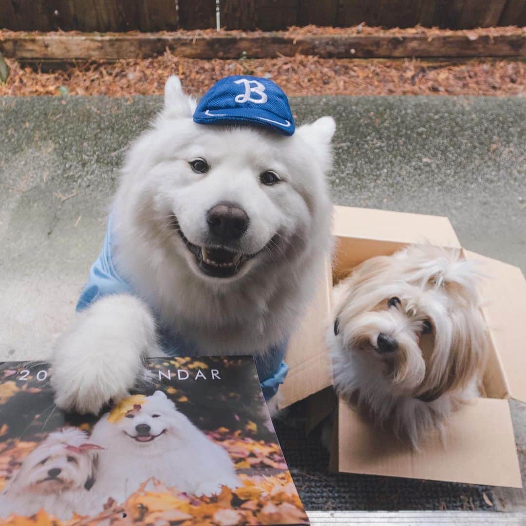 Loki the Corgiさんのインスタグラム写真 - (Loki the CorgiInstagram)「Special delivery from Bear and Momo! 📦 We’ve been working hard all week to get your 2020 calendar orders out! We hope everyone will like the calendar as much as we do - let us know what your favourite month is when you receive yours! Our 2020 calendar features months of fun with Bear and Momo, a special month dedicated to Loki, as well as a bonus page for 2021 (containing photos of our foster friends from the past year)! The calendar is available for purchase on our website - link in bio! 🙂」11月19日 9時35分 - lokistagram
