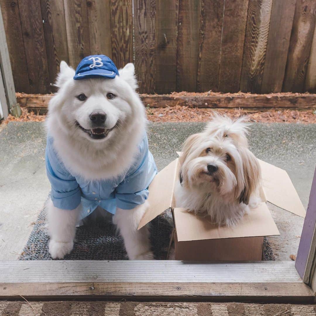 Loki the Corgiさんのインスタグラム写真 - (Loki the CorgiInstagram)「Special delivery from Bear and Momo! 📦 We’ve been working hard all week to get your 2020 calendar orders out! We hope everyone will like the calendar as much as we do - let us know what your favourite month is when you receive yours! Our 2020 calendar features months of fun with Bear and Momo, a special month dedicated to Loki, as well as a bonus page for 2021 (containing photos of our foster friends from the past year)! The calendar is available for purchase on our website - link in bio! 🙂」11月19日 9時35分 - lokistagram