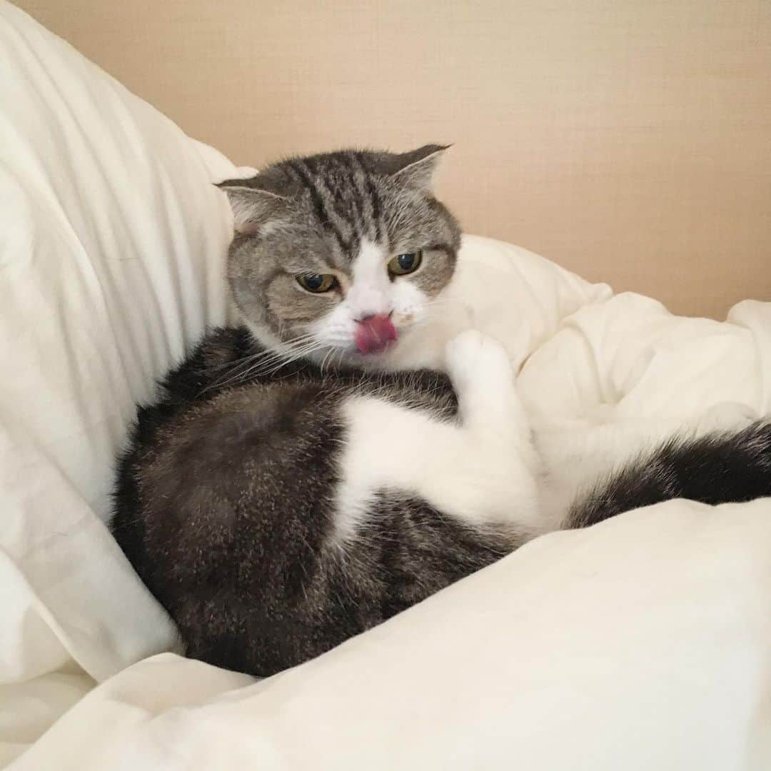 ミツバ&フックのインスタグラム：「ペロリ #ilovecat」