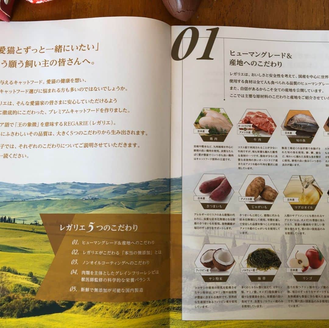 shigureさんのインスタグラム写真 - (shigureInstagram)「. @regalie_catfood  様の国産キャットフードのモニターをさせて頂きました ほんと凄いです! ノンオイルコーティングなので見た目が違い、ちょっとびっくり😆（オイルコーティングされてないとこんな感じなんだってわかりました） .  うちの2人はいきなりぱくぱく 気に入ったようです😻ストーリーにパクパク動画載せてます 「ねこちゃんとその家族が一つでも多くの想いでを作れるように」の色んなこだわりに感心しました！ ずっとモニターしてたい🤣 2人の🍚のために働き続けることを再決心しちゃった😂 .  https://regalie.jp/shopping/lp.php?adcd=njpgk8bolst&p=rcat01 . @regalie_catfood  #キャットフード#regalie #無添加#グレインフリー #国産 #レガリエもぐもぐ .  #みんにゃに元気を届け隊 #IGersjp#ねこ部#関西ねこ部 #ふわもこ部#mofmo #peco#pecon#サンデイ #sippo#朝ワンコ夕ニャンコ #みんねこ#ペコねこ部 #無敵の親バカ同盟 #nyancon01#picneko#ピクネコ #にゃんと素敵なひととき #アメリカンカール#茶トラ男子部 #三毛猫ガール#三毛女 #peppyフォト部 #2020は猫年」11月19日 9時57分 - shigureamanehaha