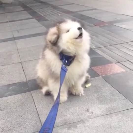 husky and malamuteのインスタグラム：「Awwwwww....🥰😘😘😘」