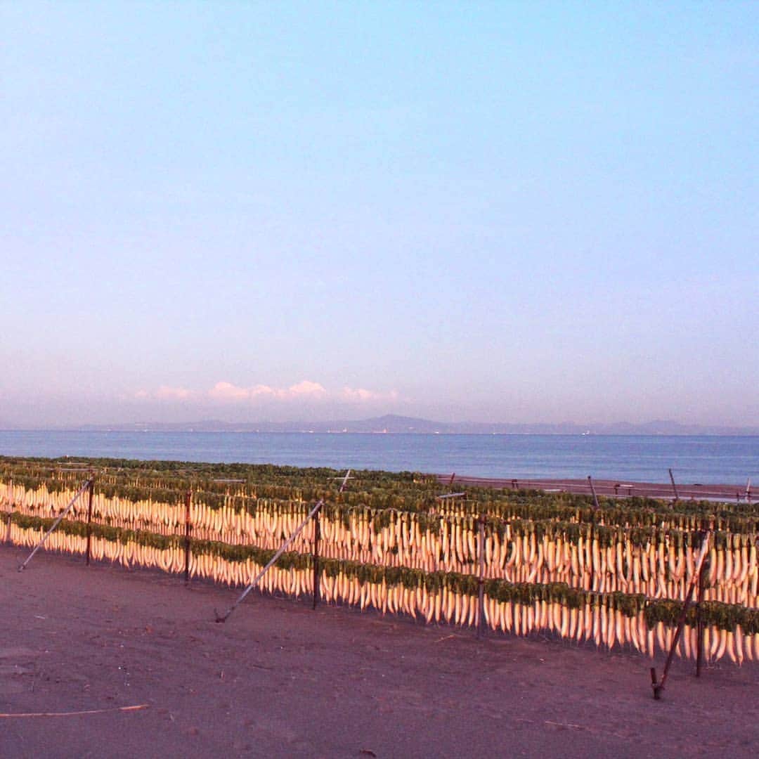 【公式】オーシャンリゾートホテル マホロバ・マインズ三浦さんのインスタグラム写真 - (【公式】オーシャンリゾートホテル マホロバ・マインズ三浦Instagram)「三浦海岸では大根干しが始まりました。 潮風と太陽の恵みをたっぷり浴びておいしいたくあんになるんです。 . #夕焼け #ビーチ #夕日 #空 #夕陽 #サンセット #大根 #夕焼け空 #夕焼けハンター #夕焼けlove #空が好きな人と繋がりたい #夕暮れの空 #夕暮れ #三浦大根 #夕焼けの空 #大根干し #風景写真 #自然写真 #海 #神奈川観光 #マホロバケーション #三浦海岸 #三浦市 #三浦 #マホロバ #三浦半島 #maholovaminds #マホロバマインズ #三浦海岸 #マホロバマインズ三浦」11月19日 21時07分 - maholova_minds_miura
