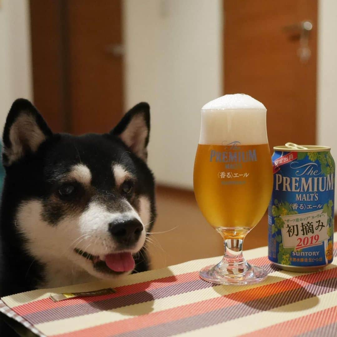 くろさんのインスタグラム写真 - (くろInstagram)「本日もお疲れちゃんでした🍺 #ザーツ産ホップヌーボー初摘み2019 #限定出荷 #初摘み2019 #プレモル香るエール #プレモル #香るエール #わたしは香る派 #ザプレミアムモルツ #プレミアムモルツ #神泡 #目線の先にはおやつ #黒柴 #柴犬 #和犬 #日本犬 #晩酌犬 #犬のいる暮らし #犬のいる生活 #わんこと一緒 #わんこのいる生活 #わんこのいる暮らし #柴犬と一緒 #柴犬のいる生活 #柴犬のいる暮らし #ふわもこ部 #ふわもこ部ワンコ #ふわもこ部わんこ #わんだフォ #わんだふるJapan #お疲れちゃんビール」11月19日 21時09分 - m6bmw