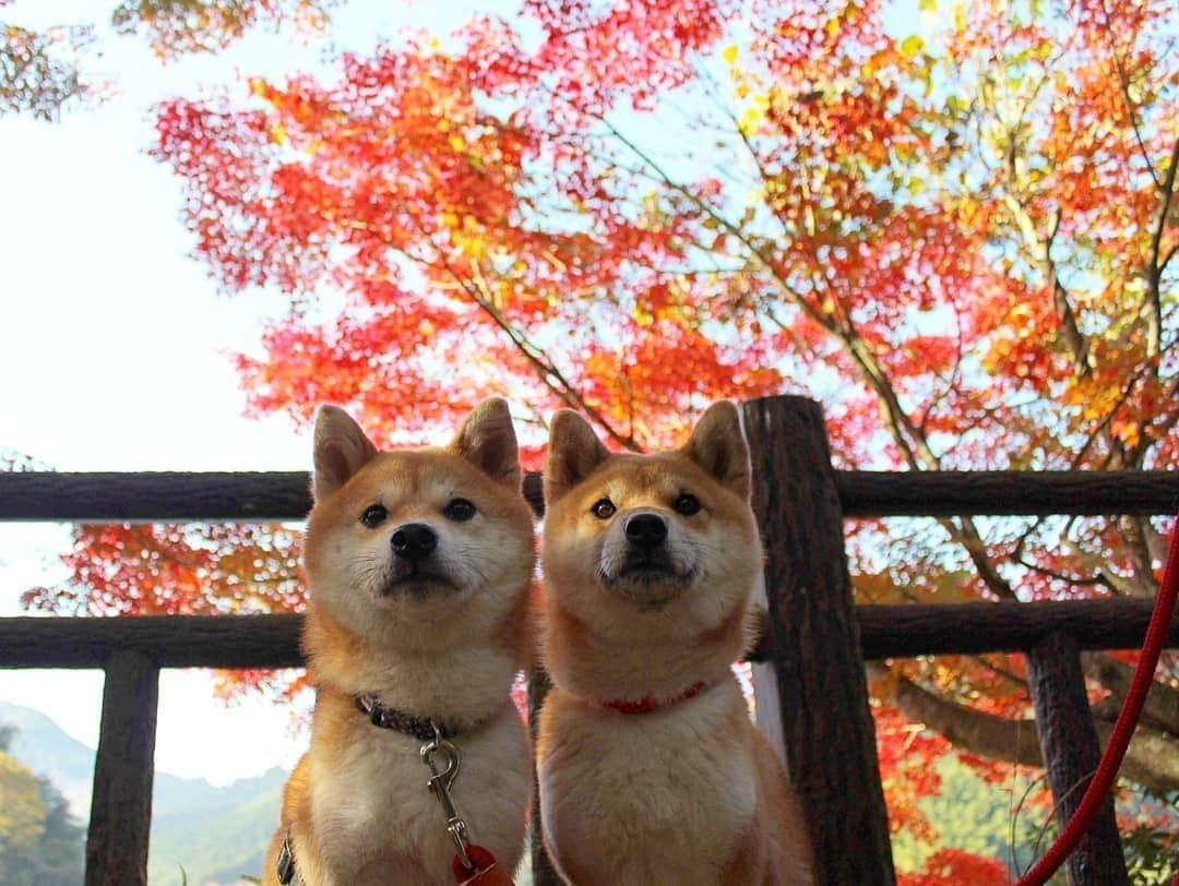 柴犬たま Shibainu Tamaさんのインスタグラム写真 - (柴犬たま Shibainu TamaInstagram)「* 久しぶりにふたり揃ってのお出掛け＆撮影だったので心配でしたが、カメラを向けるとキリッとポージング‼流石としか言いようがありません😂👏✨ * ちなみにまだまだ紅葉写真続きます✋(笑) * Caption trans🇬🇧 They went out together after a long time. I was worried about being able to photograph them.  But when they saw the camera they started to pose‼ That’s Incredible😂👏✨ * #柴犬たま #たママ #たまーば #たま家族 #柴犬ミケ #ミケママ #一眼レフ #一眼レフカメラ #お出掛け #くまちゃんリュック #紅葉 #紅葉シーズン #もみじ #紅葉狩り #親子シンクロ #仲良し親子 #かなりひし形 #柴犬 #shiba #shibainu #shibastagram #犬 #dog #多頭飼い」11月19日 19時58分 - tama7653