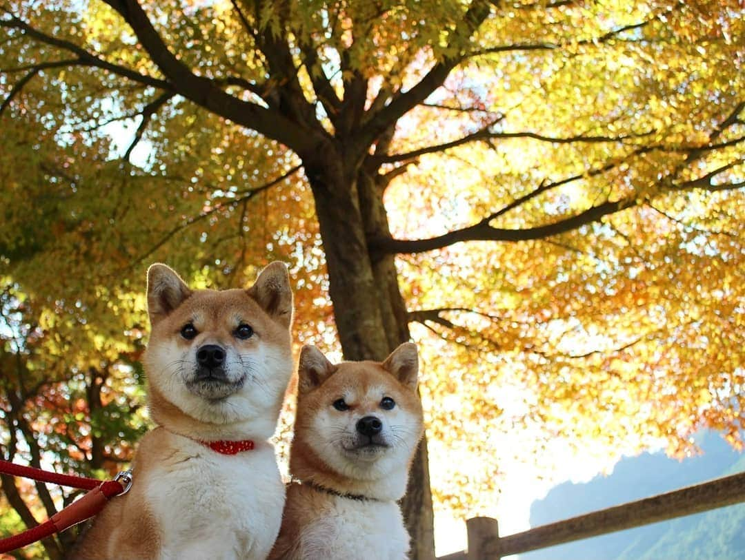 柴犬たま Shibainu Tamaさんのインスタグラム写真 - (柴犬たま Shibainu TamaInstagram)「* 久しぶりにふたり揃ってのお出掛け＆撮影だったので心配でしたが、カメラを向けるとキリッとポージング‼流石としか言いようがありません😂👏✨ * ちなみにまだまだ紅葉写真続きます✋(笑) * Caption trans🇬🇧 They went out together after a long time. I was worried about being able to photograph them.  But when they saw the camera they started to pose‼ That’s Incredible😂👏✨ * #柴犬たま #たママ #たまーば #たま家族 #柴犬ミケ #ミケママ #一眼レフ #一眼レフカメラ #お出掛け #くまちゃんリュック #紅葉 #紅葉シーズン #もみじ #紅葉狩り #親子シンクロ #仲良し親子 #かなりひし形 #柴犬 #shiba #shibainu #shibastagram #犬 #dog #多頭飼い」11月19日 19時58分 - tama7653