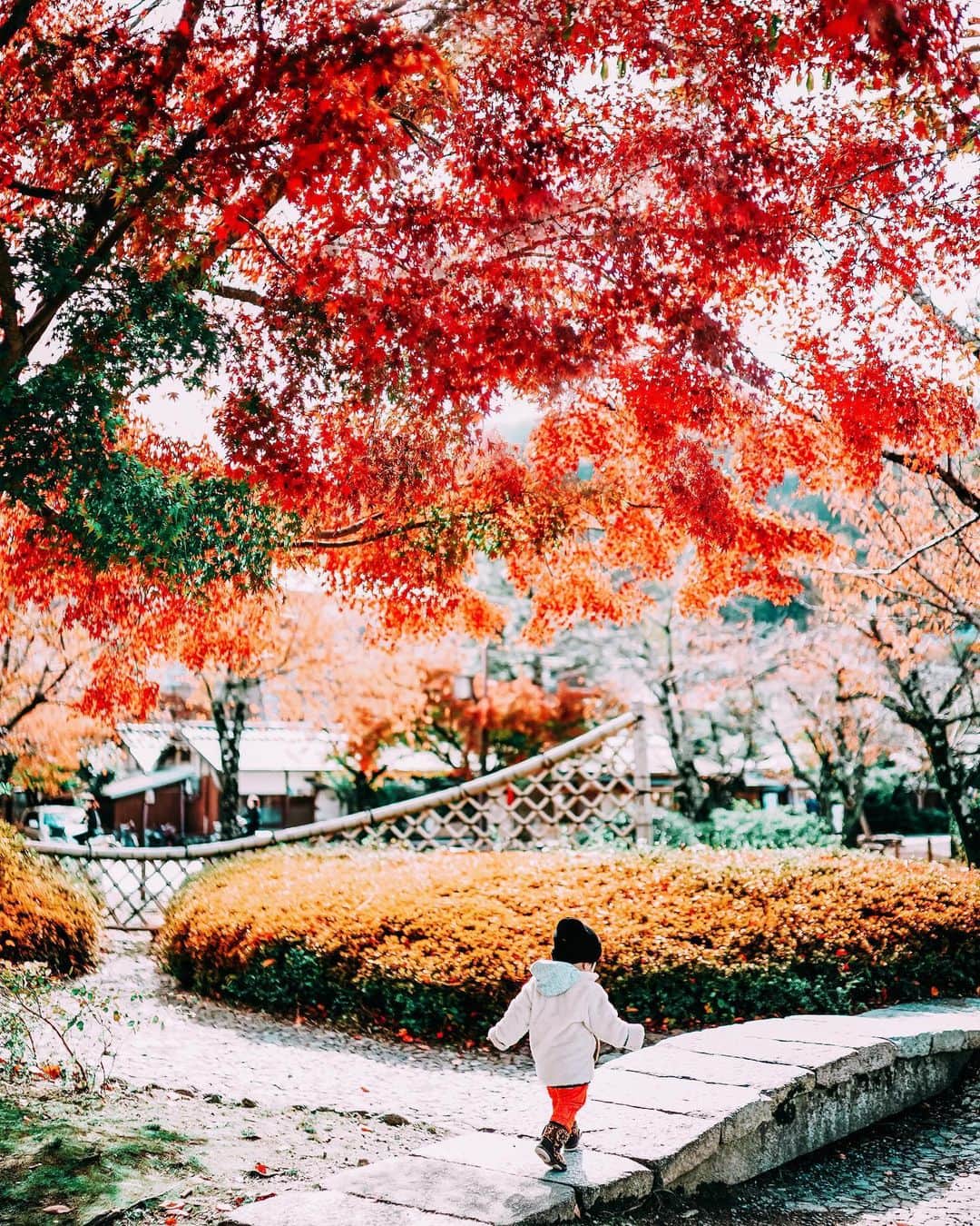 wacameraのインスタグラム：「Finally #arashiyama have a beautiful Autumn. #kyoto 12月29日、大阪梅田で忘年会を開催しようと思ってます。18時からで50名くらいの規模なのですが、参加できるという方、ストーリーのアンケートにぜひ「行ける！」と押してください。お店を決めるため、あらかたの人数把握が必要なので☺️もちろん初めましての方でも全然OKです。写真好きな方たちと交流して2020年も楽しんじゃいましょ(*ˊᵕˋ*) 関西県外の方も参加される予定です♡」