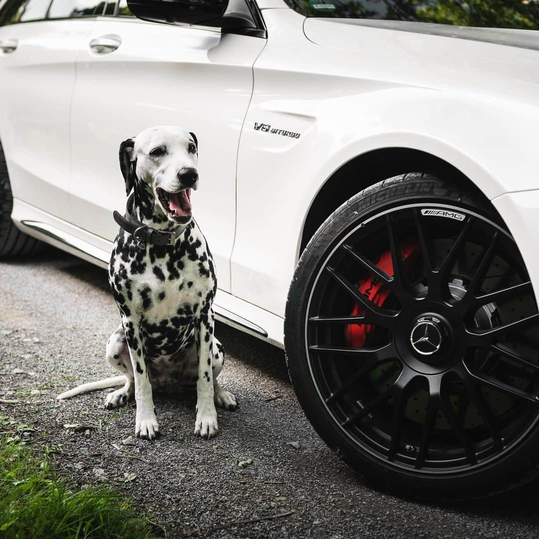 メルセデス・ベンツさんのインスタグラム写真 - (メルセデス・ベンツInstagram)「#Daimlermatian Lana does not only like to ride in style but with her Mercedes-Benz collar and leash she’s outfitted for all her adventures. 📷 @hanneslhauser for #MBsocialcar  #MBsocialsales #MBcar #CClass #CarsOfInstagram」11月19日 20時22分 - mercedesbenz