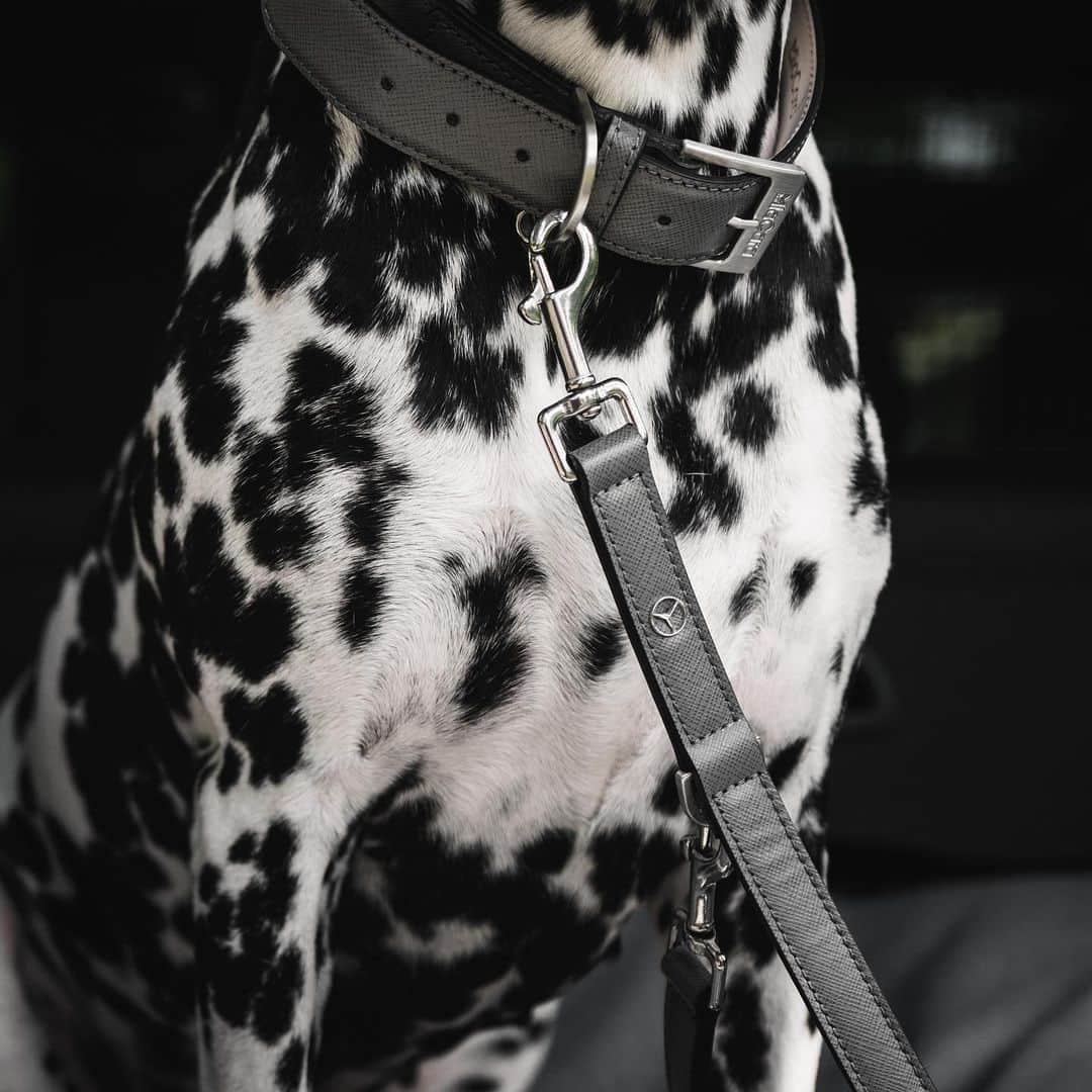 メルセデス・ベンツさんのインスタグラム写真 - (メルセデス・ベンツInstagram)「#Daimlermatian Lana does not only like to ride in style but with her Mercedes-Benz collar and leash she’s outfitted for all her adventures. 📷 @hanneslhauser for #MBsocialcar  #MBsocialsales #MBcar #CClass #CarsOfInstagram」11月19日 20時22分 - mercedesbenz