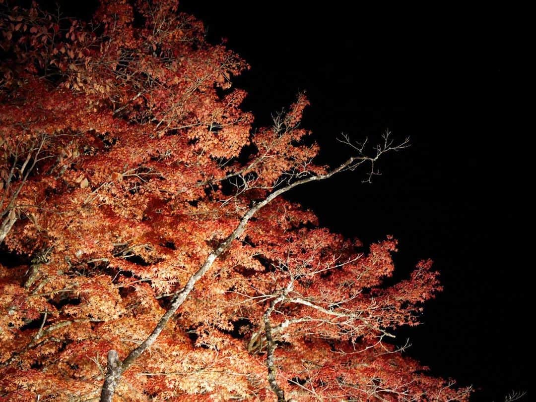 中山莉子さんのインスタグラム写真 - (中山莉子Instagram)「→﻿ 紅葉を撮るのは難しい🤔﻿ ﻿ 今日は歌穂ちゃんとある場所に遊びに行ったので明日からその写真あげよう！﻿ ﻿ #紅葉#日光」11月19日 20時19分 - nakayama_riko_official