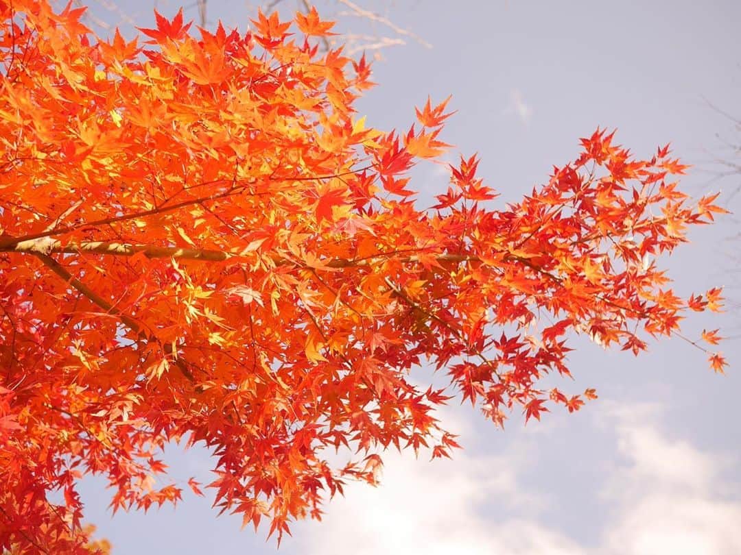 中山莉子さんのインスタグラム写真 - (中山莉子Instagram)「→﻿ 紅葉を撮るのは難しい🤔﻿ ﻿ 今日は歌穂ちゃんとある場所に遊びに行ったので明日からその写真あげよう！﻿ ﻿ #紅葉#日光」11月19日 20時19分 - nakayama_riko_official