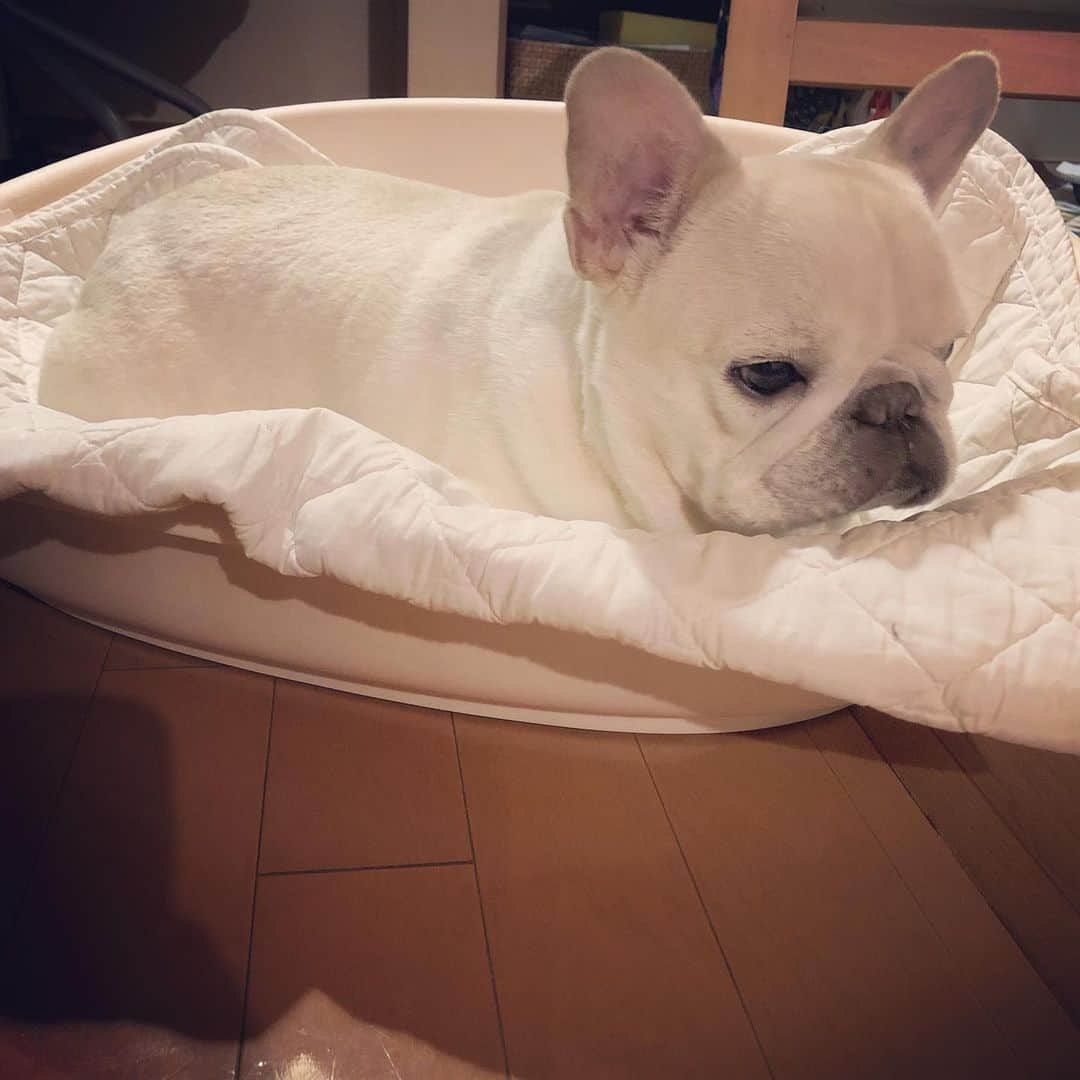 タニム（マーブル母）のインスタグラム：「* 眠くなると愚図るマーブル 可愛いことこの上ない♥️ * #今日のデザート🍎  #私の可愛い赤ちゃん  #ねむねむマーちゃん #私のアモーレ🐷❤️」