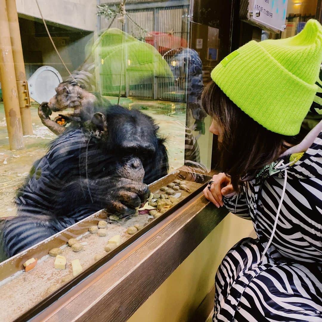 仲里依紗さんのインスタグラム写真 - (仲里依紗Instagram)「お食事中のチンパンジーさまが可愛くて写真撮ってもらおうと近づいたらすごいガン見されたよ😂💕 長崎のじいちゃんに顔が似てて可愛かった😂💕 お食事中にすみませんでした🙏  #旭山動物園 #寒すぎたけど #動物達が近くて最高 #トラ🐯さんみてたら #ものすごい勢いで近づいてきたよ？ #餌と思われたかな？ #とりあえず #自分の派手さに引きましたが #ロングダウンは最強でした」11月19日 12時11分 - riisa1018naka