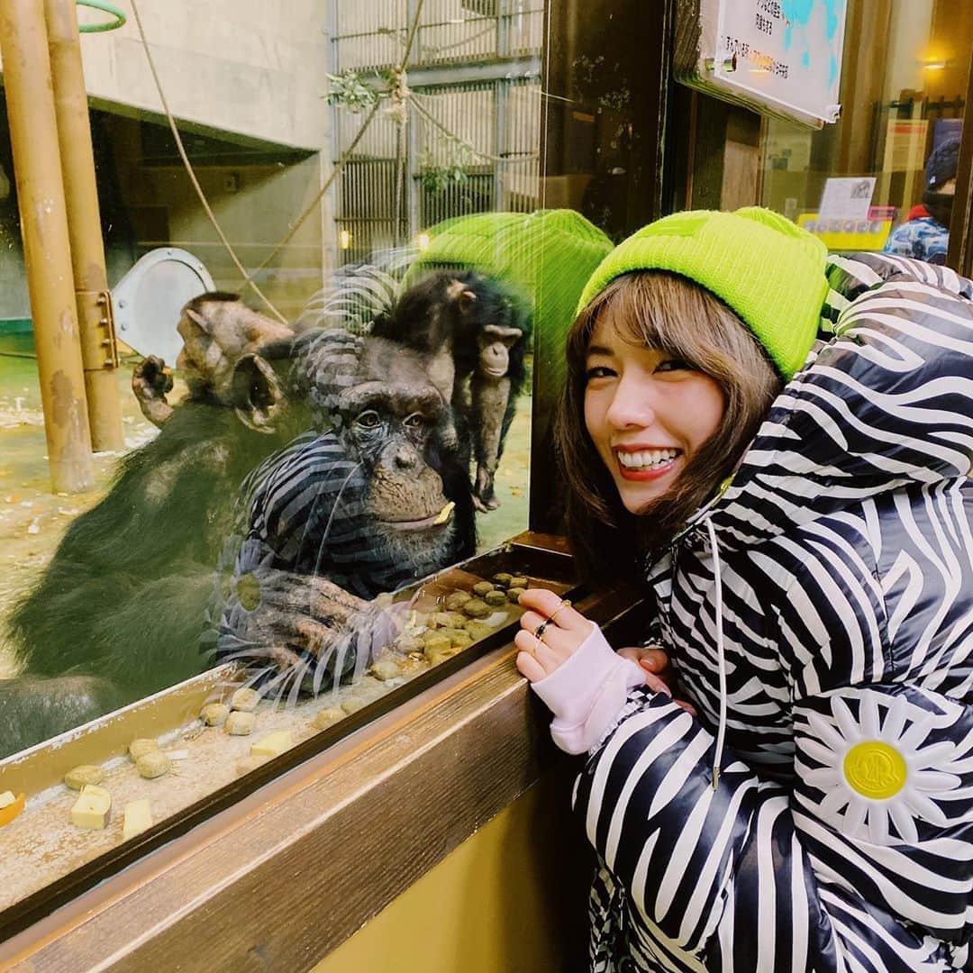 仲里依紗のインスタグラム：「お食事中のチンパンジーさまが可愛くて写真撮ってもらおうと近づいたらすごいガン見されたよ😂💕 長崎のじいちゃんに顔が似てて可愛かった😂💕 お食事中にすみませんでした🙏  #旭山動物園 #寒すぎたけど #動物達が近くて最高 #トラ🐯さんみてたら #ものすごい勢いで近づいてきたよ？ #餌と思われたかな？ #とりあえず #自分の派手さに引きましたが #ロングダウンは最強でした」