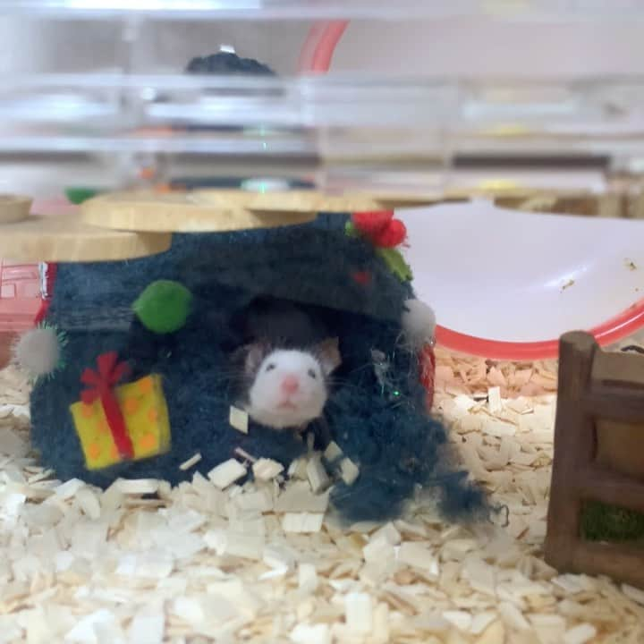 hamster_mocoのインスタグラム