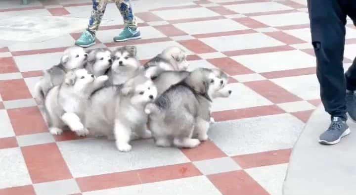 husky and malamuteのインスタグラム：「Ohoh....those cute😘😘🥰🥰」