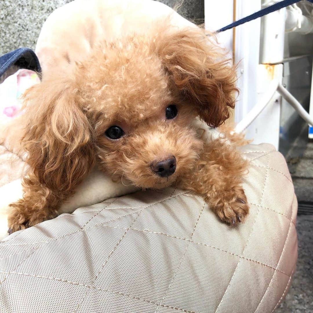 のインスタグラム：「Pop up store in 広尾！ 11/20まで。可愛いワンちゃんと会えるし、グッズやお洋服もありました。  #adoptapet  #doglover  #pet #ワンちゃんは無条件に可愛い」