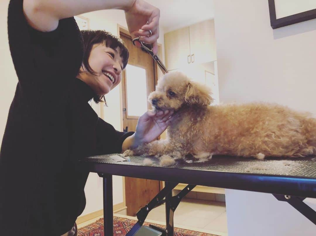 小野真弓さんのインスタグラム写真 - (小野真弓Instagram)「お家で簡単お手入れ講座🐶✂️ 爪切り、足裏、耳掃除、顔まわり。 お友達の小麦ちゃん、少しだけちょきちょきさせて貰いました✨リラックスでとってもお利口さん💓 おかーさんにもお伝えしたから、お家でやってもらってねー( ´ ▽ ` )✨ #見習いトリマー#通学中#現在b級#トリミング#お手入れ講座#トイプードル#小麦ちゃん#いぬすたぐらむ #犬友#いぬばか部 #toypoodle #doglover #dogstagram  小麦ちゃん頑張ってー🐶様子を見に来た、ちらりハルくん。ヤキモチ顔😂」11月19日 14時25分 - hanaharuaroi