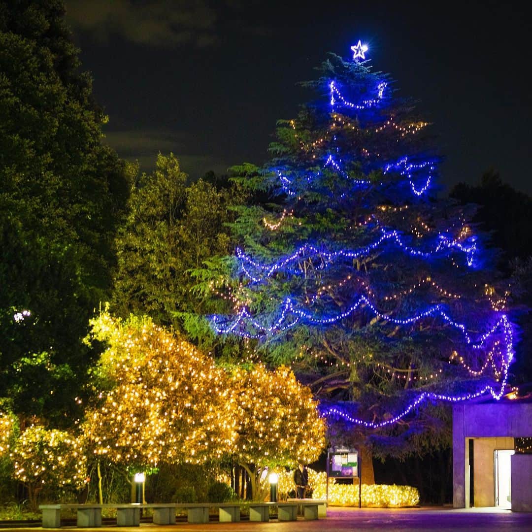 Meiji Gakuin/明治学院大学/明学さんのインスタグラム写真 - (Meiji Gakuin/明治学院大学/明学Instagram)「横浜キャンパスのクリスマスツリーは、ブルーのイルミネーション。寒色なのに心が温まるのはなぜなのでしょう？  #クリスマスツリー #クリスマス #メリークリスマス #イルミネーション #青 #夜景 #横浜 #キャンパス #大学 #明学 #カメラ #動画 #ファインダー越しの私の世界 #明治学院大学 #christmastree #christmas #xmastree #xmas #illumination  #instachristmas #instaxmas #merrychristmas #meijigakuin #university #campus #yokohama #japan #japanuniversity #instagood #instalike」11月19日 14時39分 - mguniv