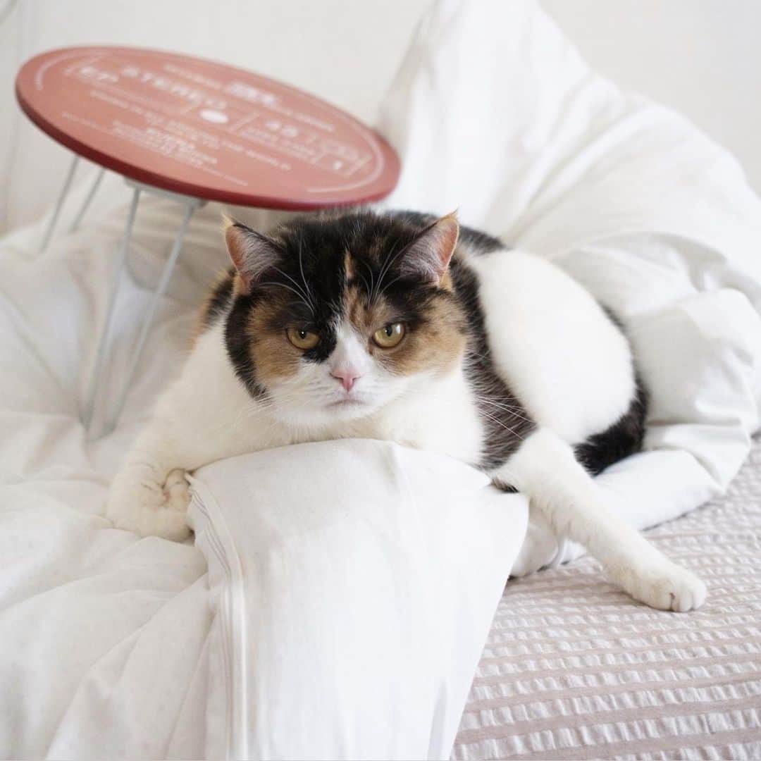guremikeのインスタグラム：「#cat #cats #neko #cute #lovely #kawaii #natural #simple #catlife #catlovers #catoftheday #catsofinstagram #photooftheday #catstagram」