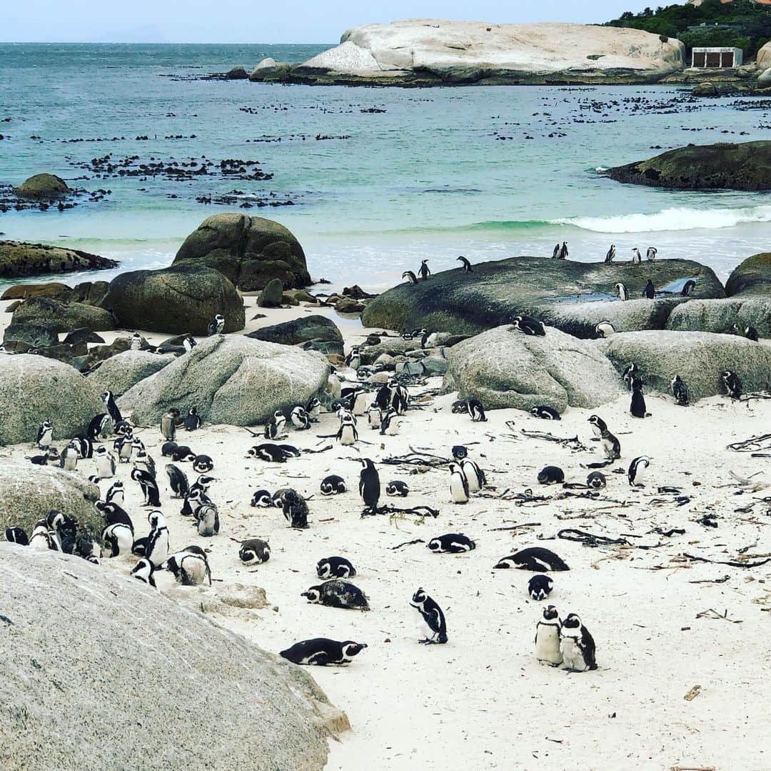 中村譲さんのインスタグラム写真 - (中村譲Instagram)「ガチのペンギン村#南アフリカ #ケープタウン #ペンギン #自然 #southafrica #capetown #nature #penguin #毛が抜けててすごい #はげとるやないかい #かわいい #歩き方」11月19日 16時39分 - joechan1515