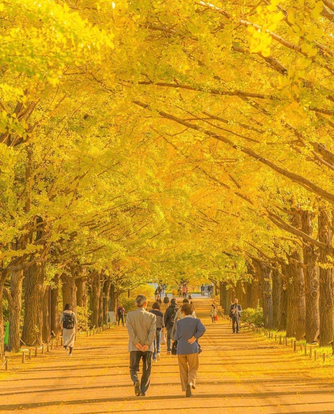 aumoさんのインスタグラム写真 - (aumoInstagram)「【#紅葉狩り×#秋の風景】. 東京都立川市の「#国営昭和記念公園」にて撮影されたお写真📸 . イチョウ並木も真っ黄色に染まり、すっかり見頃ですね☺️🍁 . Credit：@washima12 さん 素敵なお写真をありがとうございます！ . あなたが撮影した素敵な写真に 「#aumo」を付けて教えてください♡ あなたの投稿が明日紹介されるかも♪ . aumoアプリは毎日配信！おでかけや最新グルメなどaumo読者が気になる情報が満載♡ ダウンロードはプロフィールのURLから✔︎ (iPhone&Android版) . . #東京#東京旅行#国内旅行#インスタ映え #インスタ探検隊 #女子旅#絶景#旅 #team_jp_ #igersjp #japan_daytime_view #wu_japan  #bestjapanpics #japan_of_insta #art_of_japan_ #ptk_japan #photo_jpn #lovers_nippon #tokyocameraclub #あなたとみたい景色#フォトジェニック#紅葉#いちょう並木」11月19日 17時18分 - aumo.jp