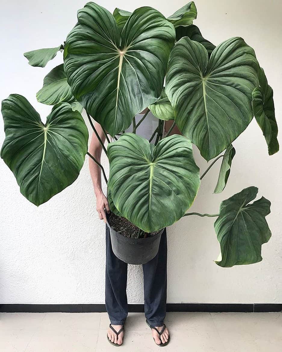 のインスタグラム：「Amazing! ⠀⠀ 📸：@craigmilran ⠀⠀ #botanicalbeauty #BOTANIST #ボタニスト #botanisttokyo #ボタニストトウキョウ ⠀⠀ 🗼@botanist_tokyo 🌍@botanist_global 🇨🇳@botanist_chinese」