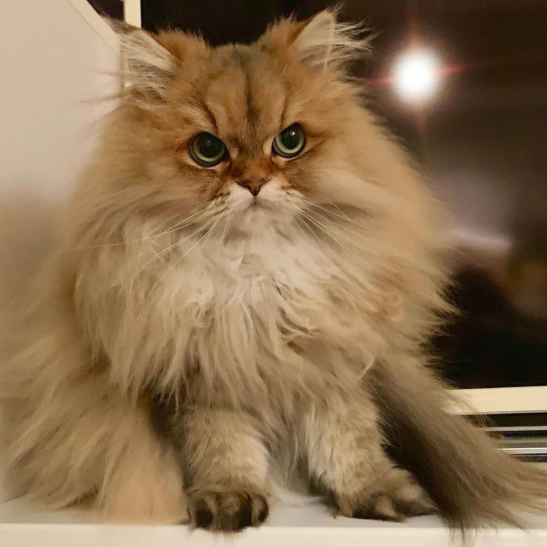 にこさんのインスタグラム写真 - (にこInstagram)「睨んでる😳👿🌛*゜ #cat #fluffy #angryface #tuesdaythoughts  #tuesdaymotivation  #怒ってるの」11月19日 18時00分 - nikon.neko.official