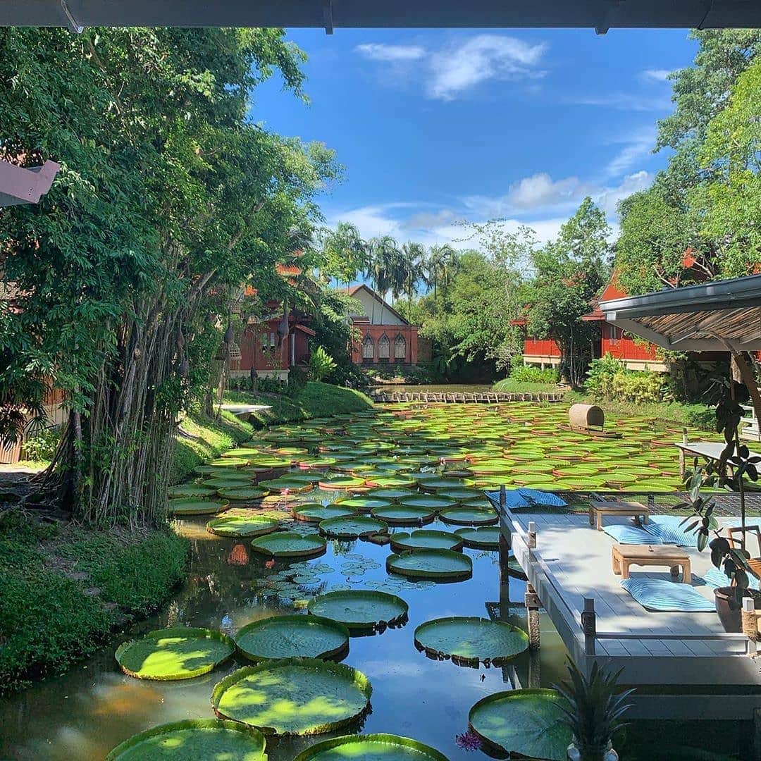 タイ国政府観光庁さんのインスタグラム写真 - (タイ国政府観光庁Instagram)「⠀ ＼🇹🇭サワッディー・カー🇹🇭／⠀ ⠀ 今週の #こんなタイ知らなかった は、⠀ プーケットにある美味しい食事を楽しみながら、蓮（ハス）の池を楽しめる大人気カフェ「MA DOO BUA CAFÉ」 @madoobua.phuket での一枚📸✨⠀ ⠀ オオオニバスが池一面に広がり、とても美しいですね👀💕⠀ ⠀ @ask0305phkt さん、コップン・カー🙏✨⠀ ⠀ ・・・・・・・⠀ 今まで知らなかったタイの魅力を見つけたら、ハッシュタグ #こんなタイ知らなかった をつけて投稿して下さい🌸⠀ ⠀ こちらでご紹介させて頂くことがあります。皆さまからの投稿をお待ちしています😊⠀ ⠀ #repost #タイ #プーケット  #カフェ #タイカフェ #おしゃれカフェ #カフェ巡り #カフェ部 #カフェ好きな人と繋がりたい #こんなタイ知らなかった #もっと知りタイ #タイ旅行 #プーケット旅行 #ファインダー越しの私の世界 #写真好きな人と繋がりたい #旅好きな人と繋がりたい #旅行好きな人と繋がりたい  #thailand #phuket #madoobuacafe #cafehoppingphuket  #amazingthailand #thailandtravel #thailandtrip #thai #thaistagram  #lovethailand #thainess」11月19日 18時12分 - amazingthailandjp
