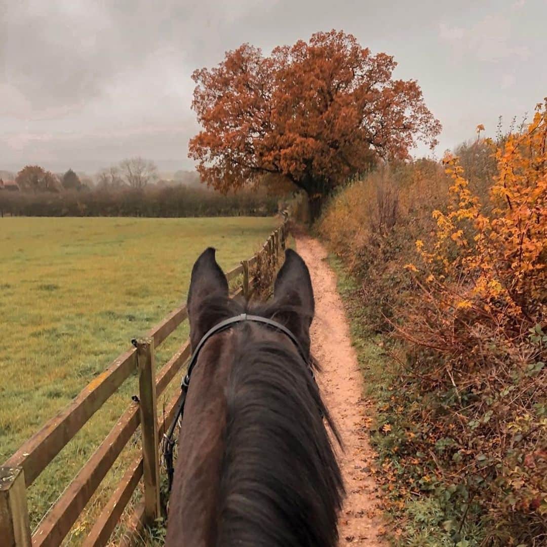 アルベルトファッシャーニさんのインスタグラム写真 - (アルベルトファッシャーニInstagram)「Favourite views  Via @shannon_gwendoline  #quiteinthewild #countryliving #horselover #visitengland #autumnleaves #walksinthecountryside」11月19日 18時13分 - albertofasciani_official
