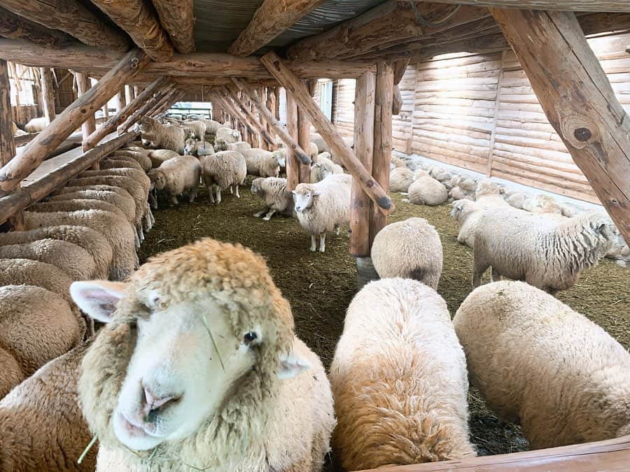 真間玲奈のインスタグラム：「잘~~ 먹는다🌾🐏 #한국여행#양#대관령양떼목장」