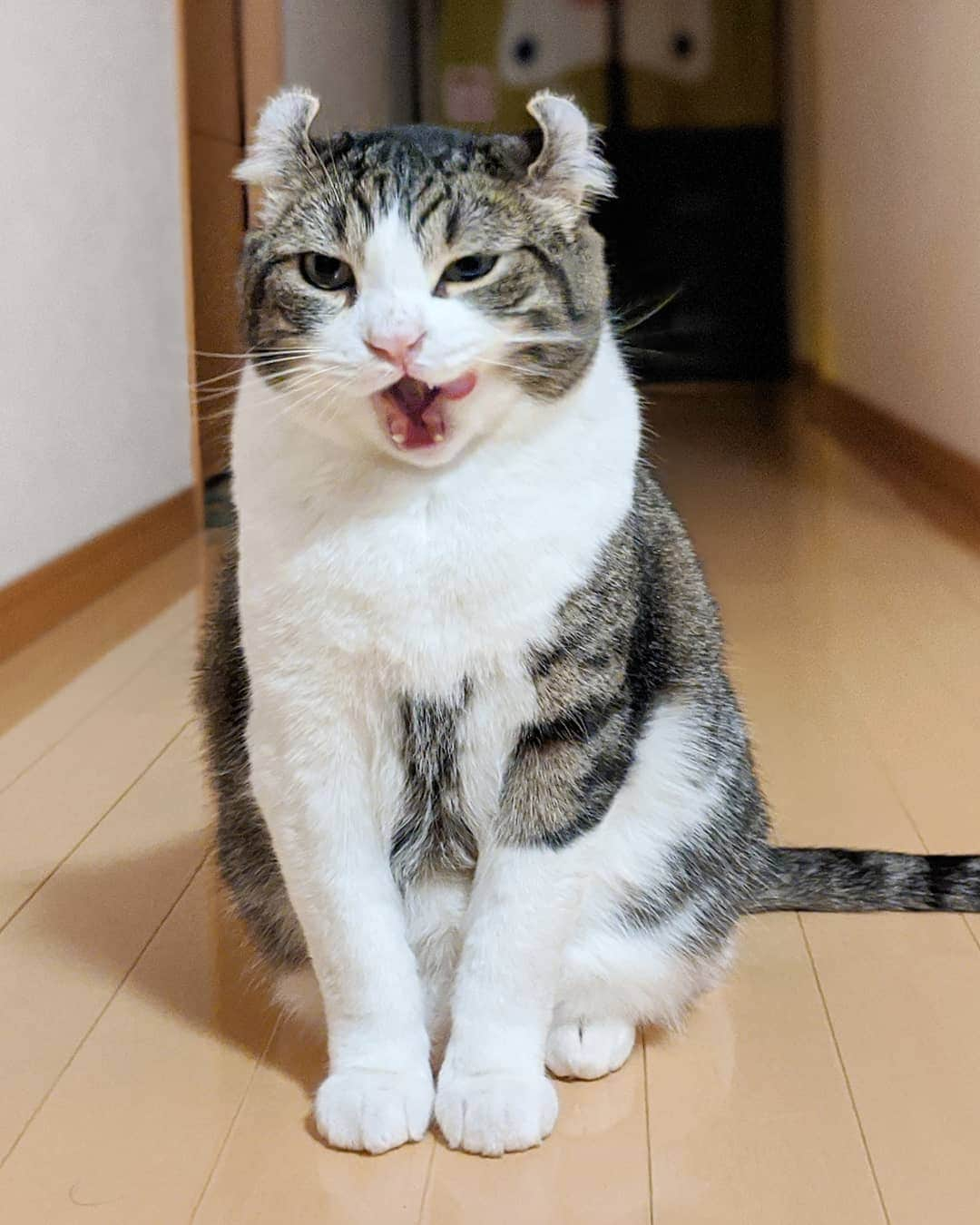 スノーさんのインスタグラム写真 - (スノーInstagram)「The moment I feel my cat wants to eat me for dinner 😦 • #feline #hungry」11月19日 18時36分 - curlysnow0915