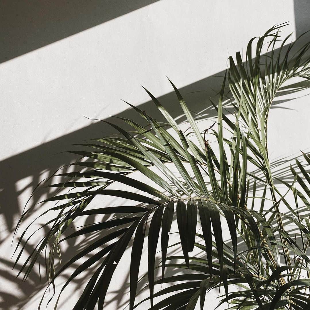 ジュリア バレットのインスタグラム：「current obsession: plants 🌱」